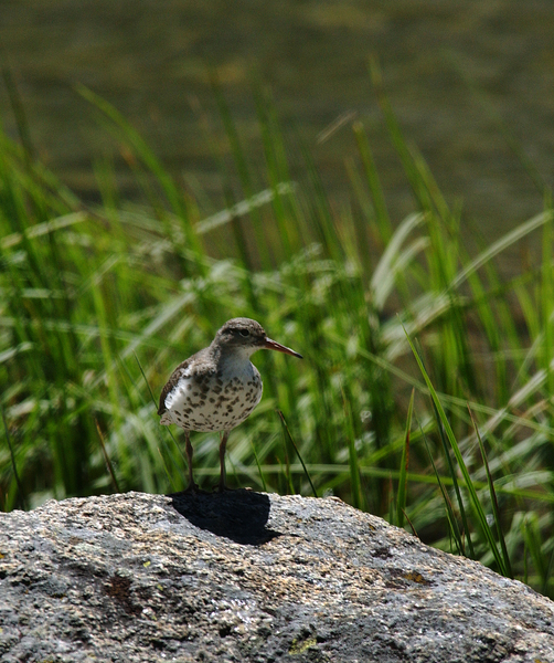 spotted_sandpiper5809