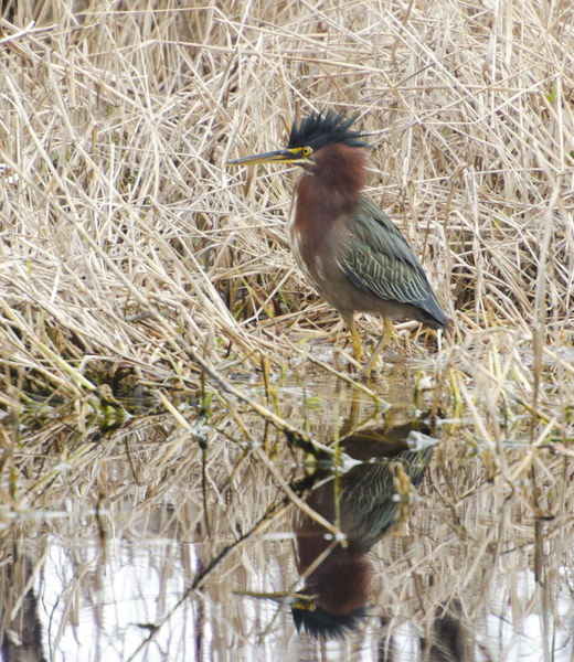 greenheron8565