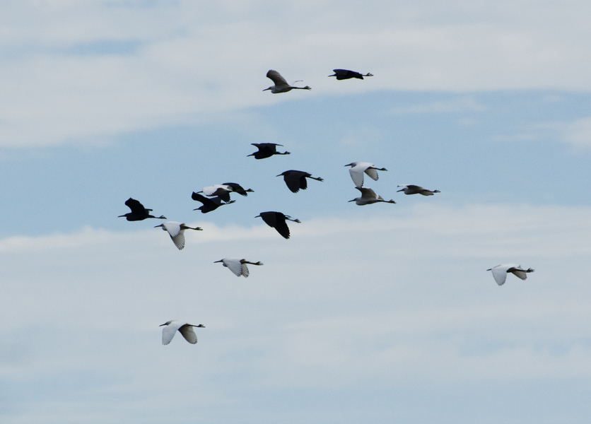 Egretta caerulea