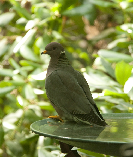 Columba fasciata