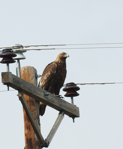 ADW: Aquila chrysaetos: INFORMATION