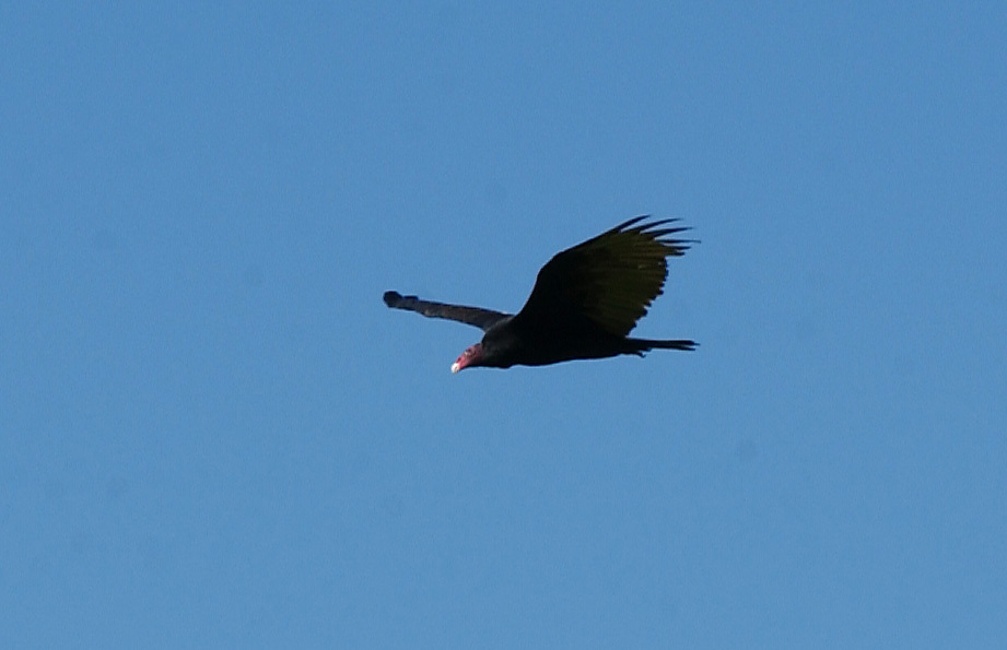 turkey_vulture5635