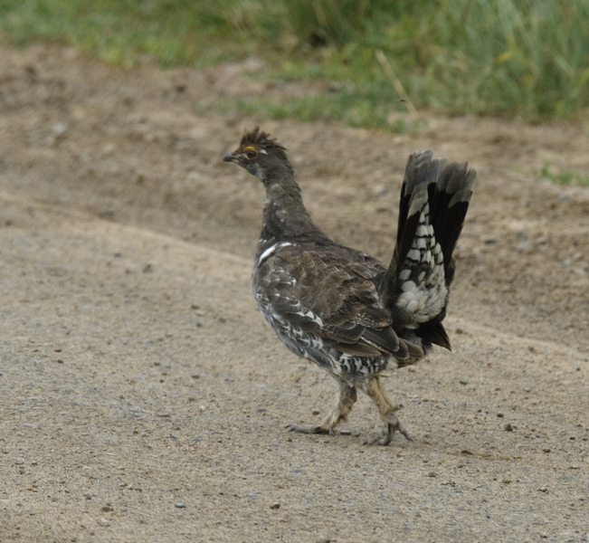 Galliformes