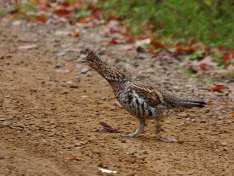 Bonasa umbellus