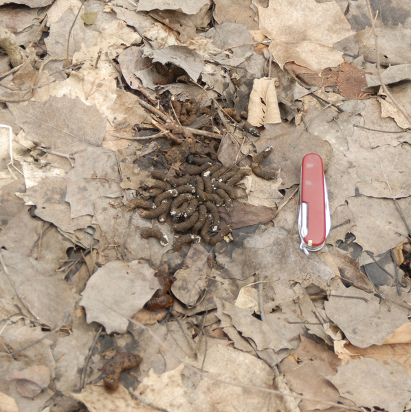 grouse_droppings2719