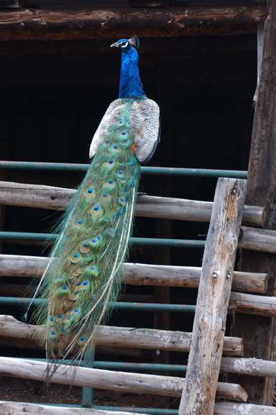 Galliformes