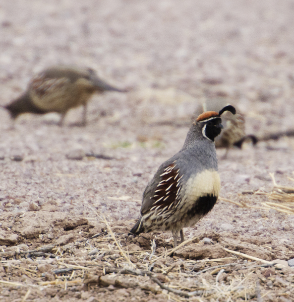 Callipepla gambelii