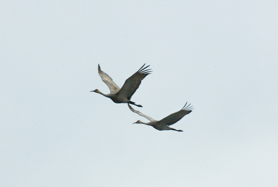 Grus canadensis