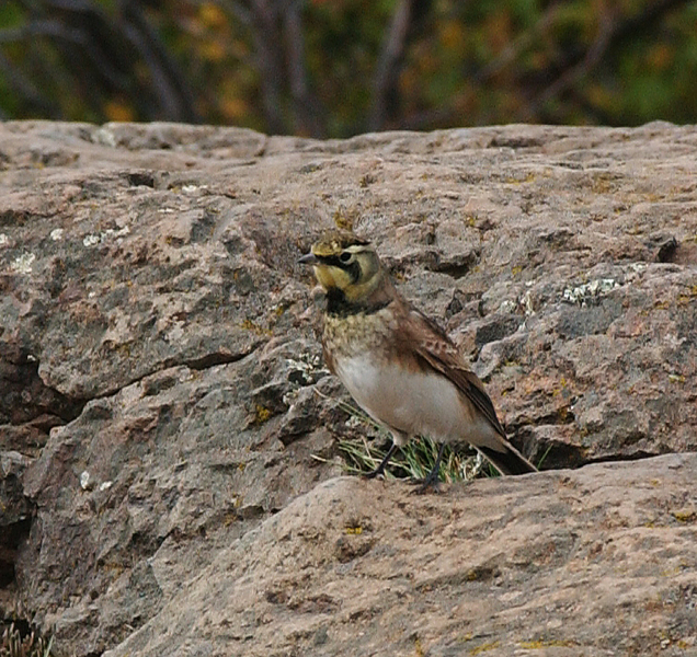 Eremophila alpestris