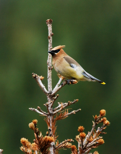 Bombycilla