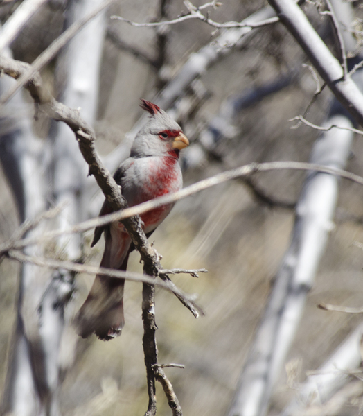 Cardinalidae