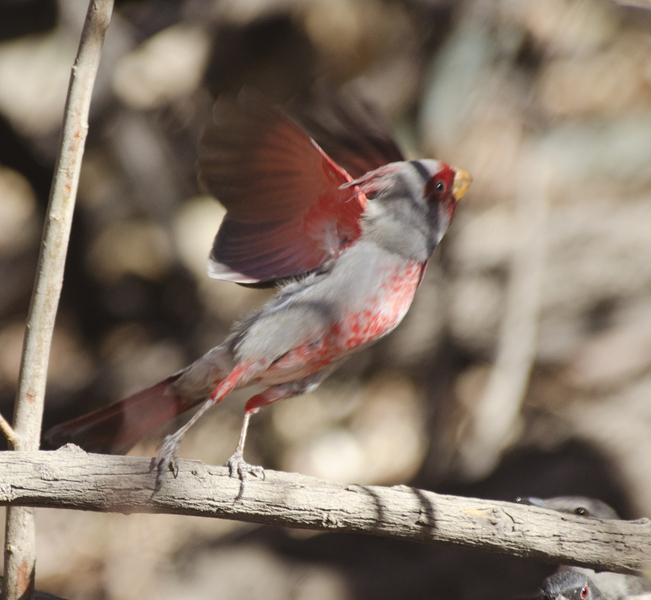 Cardinalidae