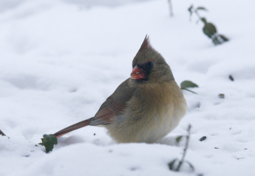 Cardinalis cardinalis