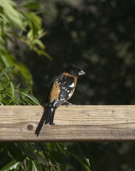 Tangara cyanoptera