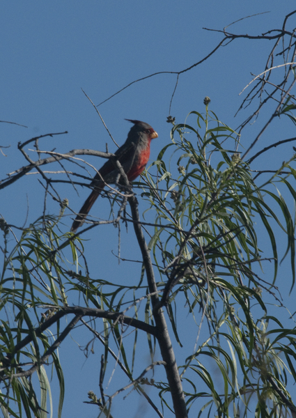 Cardinalis sinuatus