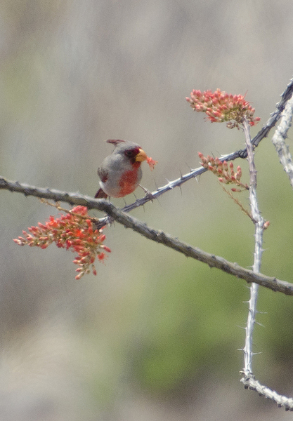 Cardinalis sinuatus