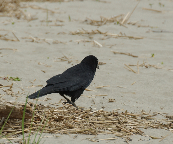 Corvus caurinus