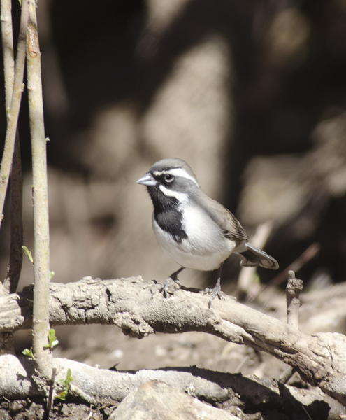 Amphispiza