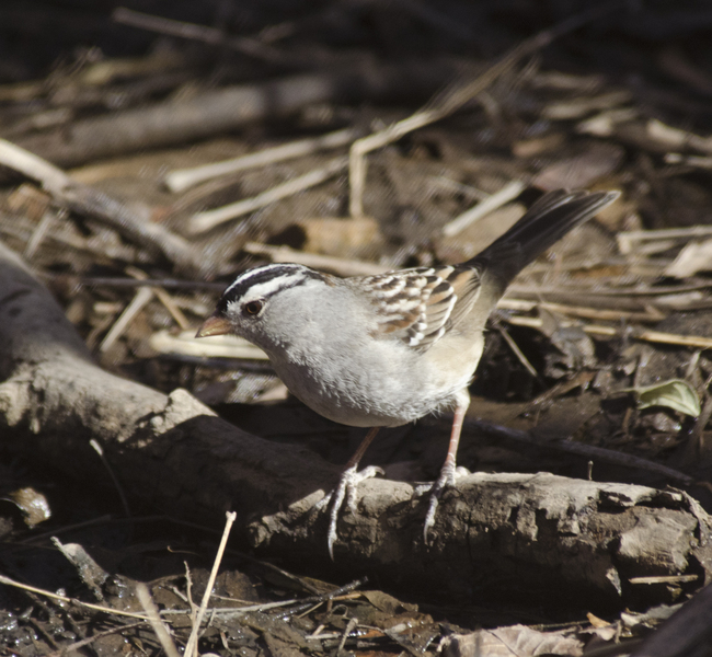 Zonotrichia leucophrys