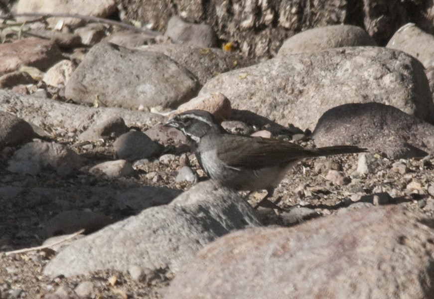 Emberizidae