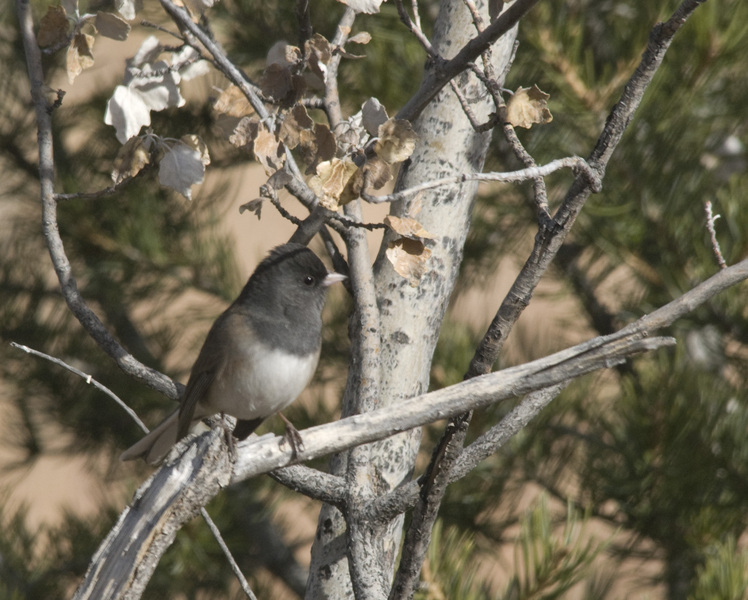 Junco hyemalis