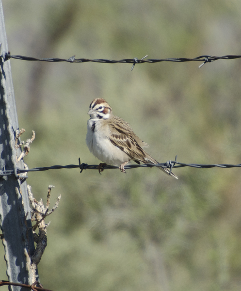 Chondestes grammacus