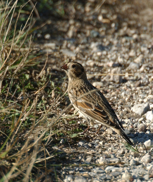 longspur9332