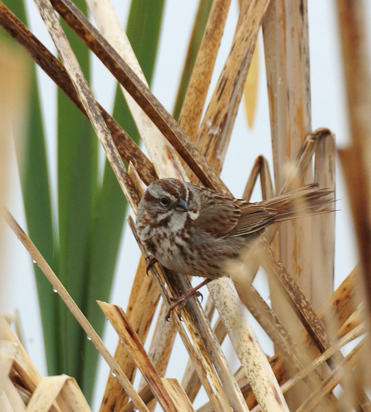 Emberizidae