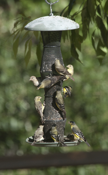 Carduelis psaltria