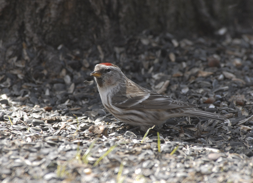 Carduelis flammea