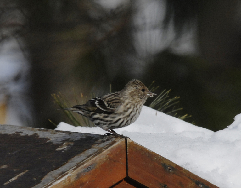 Carduelis pinus