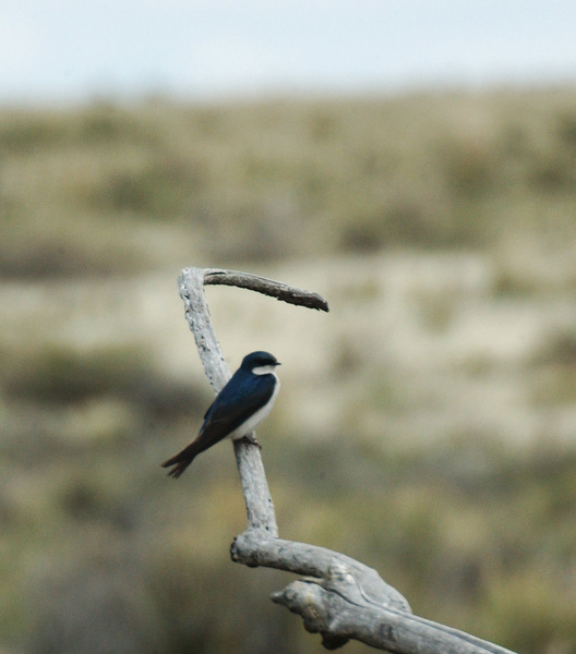 Tachycineta bicolor