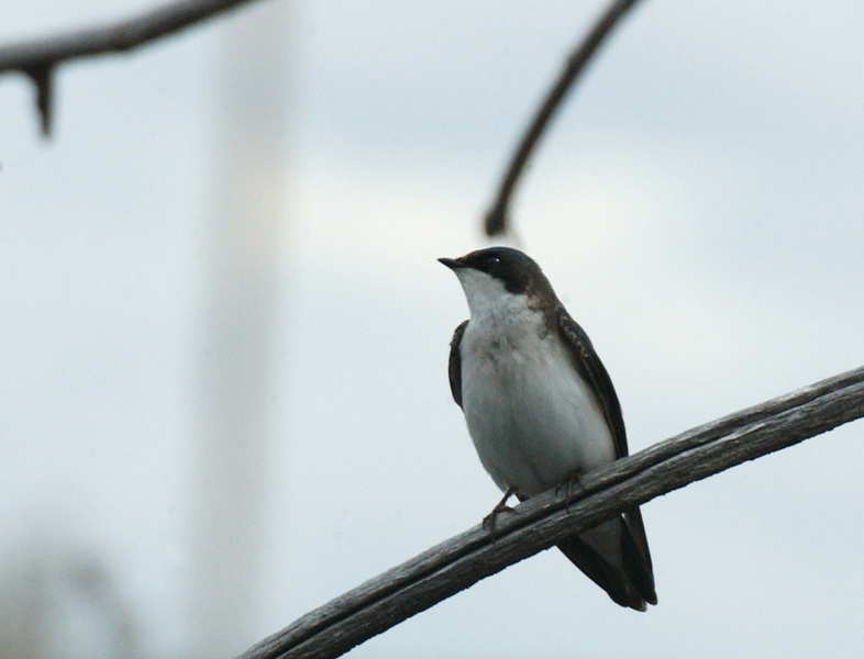 Tachycineta bicolor