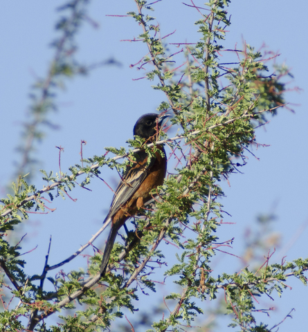 Breaking Down the Different Types of North American Orioles