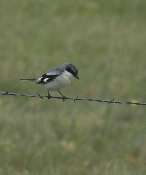 shrike