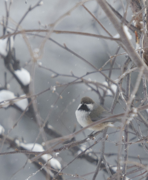 boreal_chickadee6570