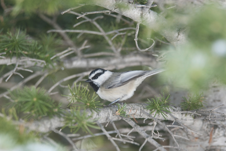 Parus gambeli