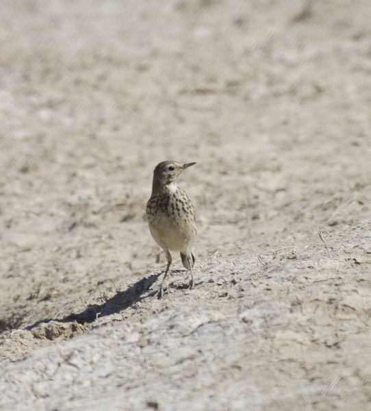 Seiurus motacilla