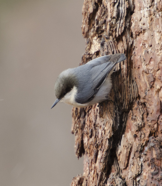 Sitta pygmaea