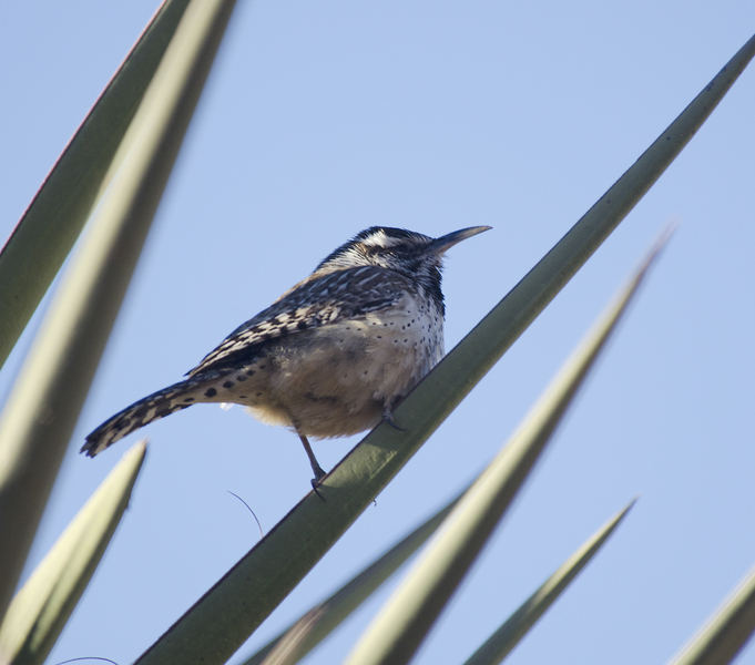 Campylorhynchus brunneicapillus