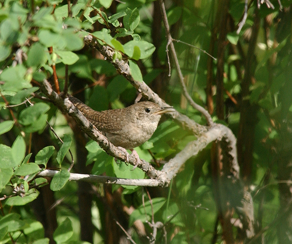 Adw Troglodytes Aedon Information