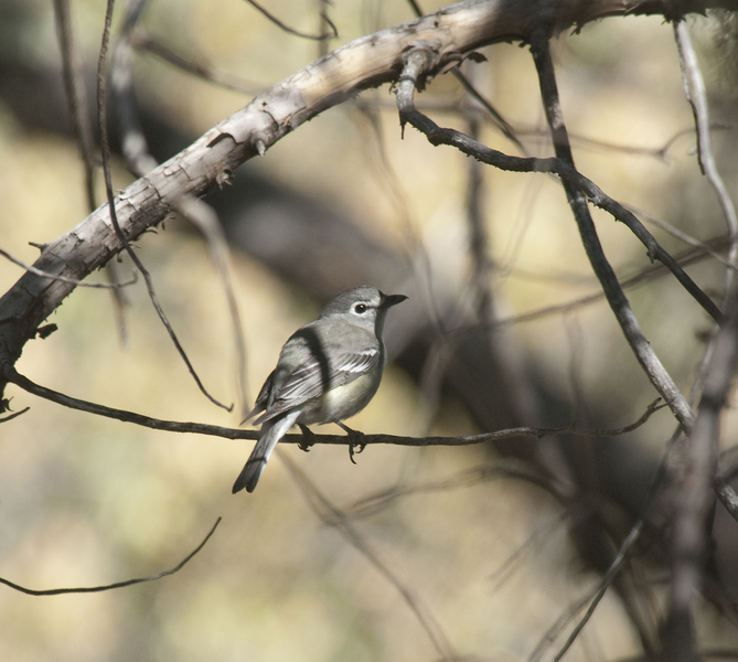 Vireo