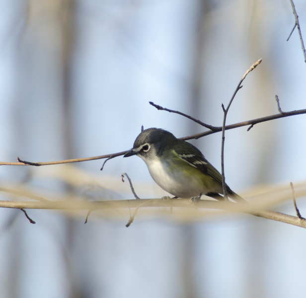 Vireo solitarius