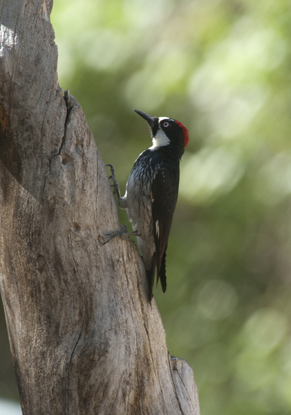 Melanerpes formicivorus