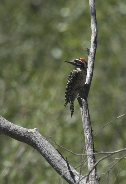 Picoides scalaris