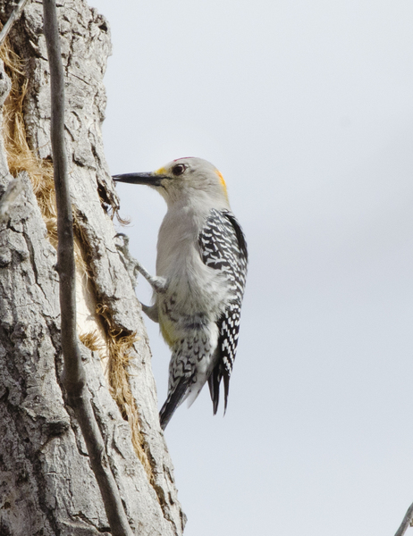 woodpecker1945