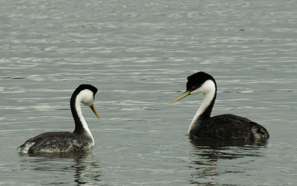 Podicipedidae