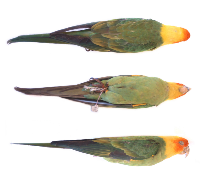 carolina_parakeet