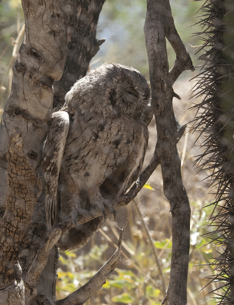 Otus kennicottii