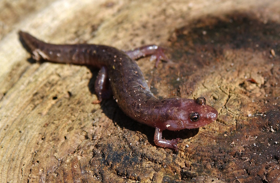 Plethodontidae